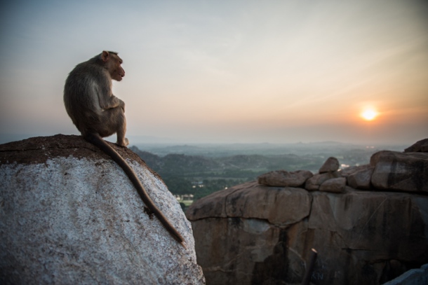At-Hanuman-Temple-even-the-monkeys-enjoy-watching-the-sunset-